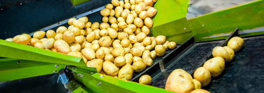 Potato sorting machine
