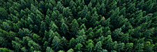 Pine tree tops seen from a drone