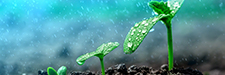 Seedling growing on the ground in the rain